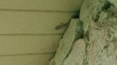 Hemidactylus