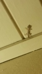 Hemidactylus