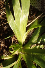 Sisyrinchium rosulatum