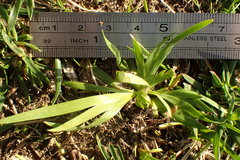 Sisyrinchium rosulatum