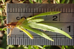 Sisyrinchium rosulatum