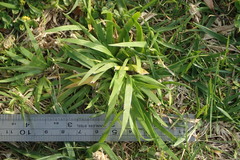 Sisyrinchium rosulatum