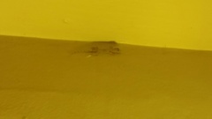 Hemidactylus