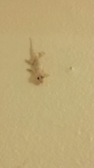 Hemidactylus