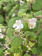 Clinopodium chandleri