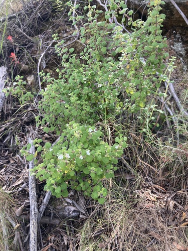 Clinopodium chandleri, photograph 2