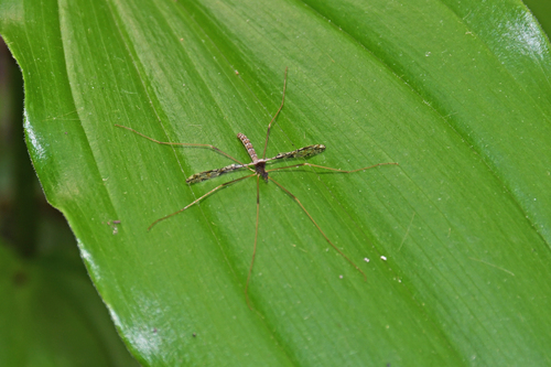 Observations by kevinjbronson · iNaturalist