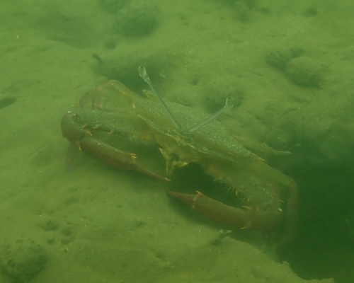 Podophthalmus vigil observed 2026-05-02