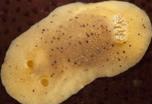 Heath's Dorid