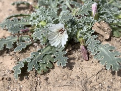 Glyptopleura marginata
