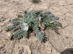 Glyptopleura marginata