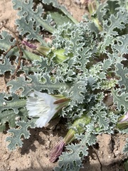 Glyptopleura marginata