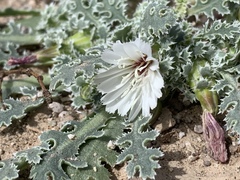 Glyptopleura marginata