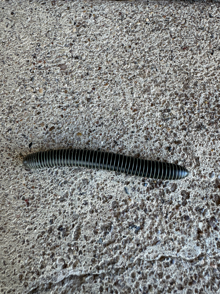 Slate Millipede