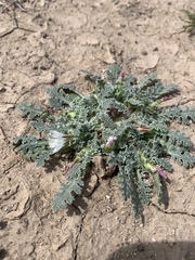 Glyptopleura marginata