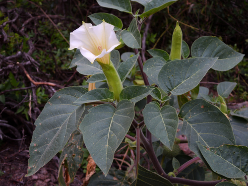 downy thorn-apple