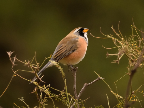 Many-colored Chaco Finch