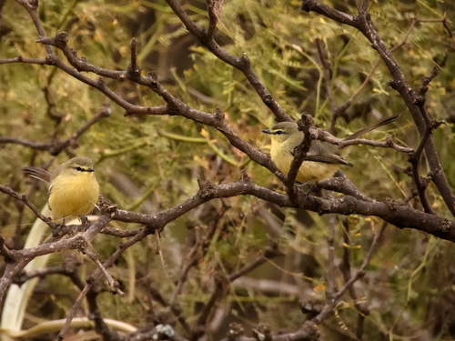 Greater Wagtail-Tyrant