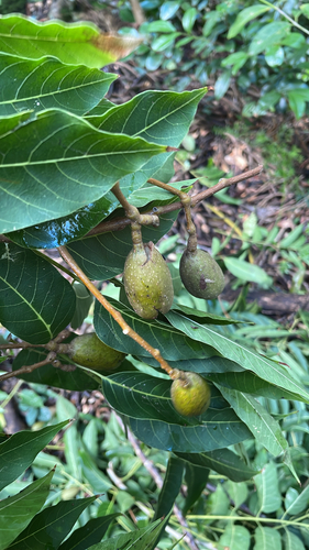 Sapindus oahuensis observed 2026-02-11