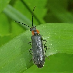 Rhagonycha lineola