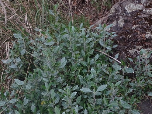Ageratina glabrata observed 2026-04-27