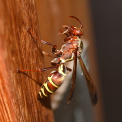 Polistes fastidiosus
