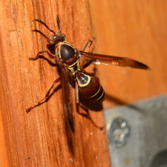 Polistes fastidiosus