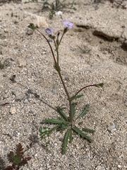 Gilia sinuata