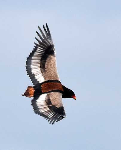 Bateleur