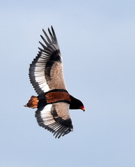 Bateleur photo 6