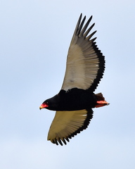 Bateleur photo 4