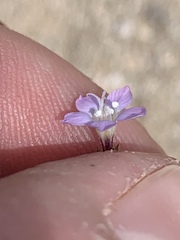 Gilia sinuata