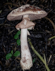 Amanita brunneolocularis