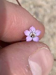 Gilia sinuata