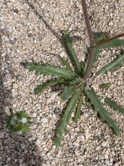 Gilia sinuata