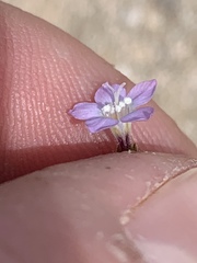Gilia sinuata