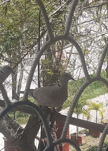 Eurasian Collared-Dove