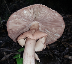 Amanita brunneolocularis