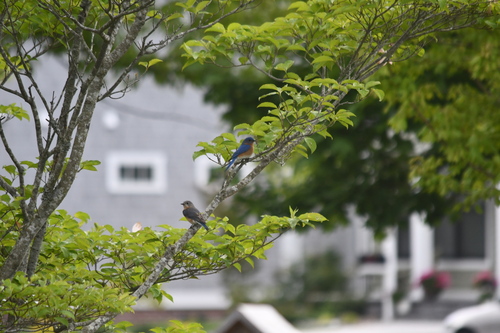 Eastern Bluebird photographed in Delaware