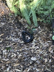 Coluber constrictor priapus