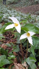 Trillium ovatum