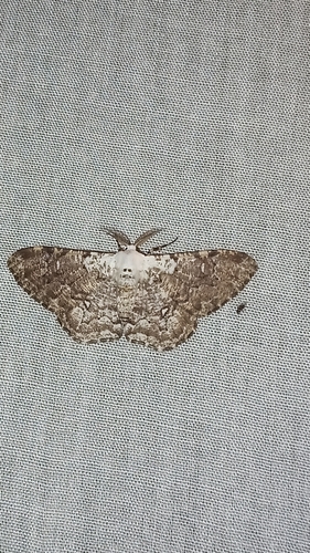 Thyrinteina arnobia