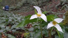 Trillium ovatum