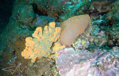 Polycitor giganteus
