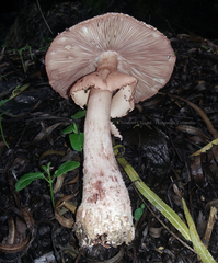 Amanita brunneolocularis