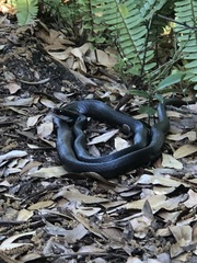 Coluber constrictor priapus
