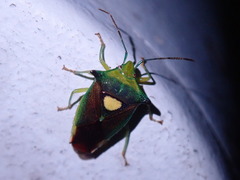 Sastragala scutellata