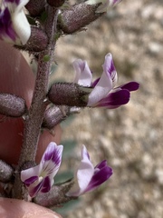 Astragalus layneae