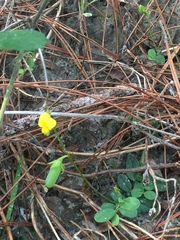 Crotalaria rotundifolia