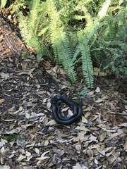 Coluber constrictor priapus